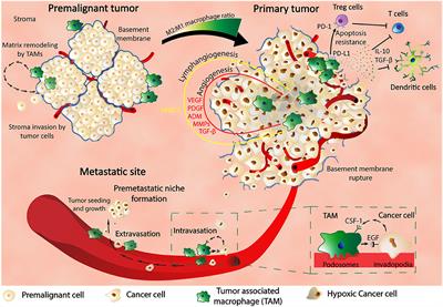 Macrophages Interaction and MicroRNA Interplay in the Modulation of Cancer Development and Metastasis